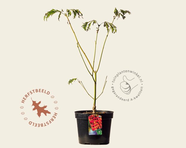Acer japonicum 'Aconitifolium'