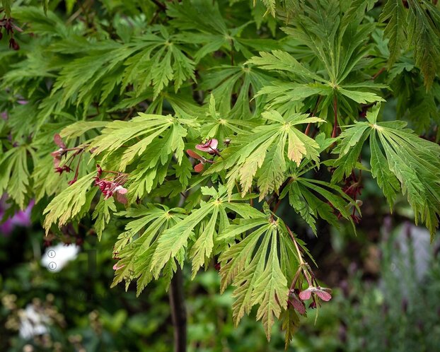 Acer japonicum 'Aconitifolium'