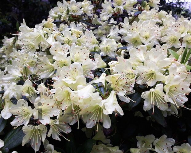 Rhododendron Azalea 'Palestrina'