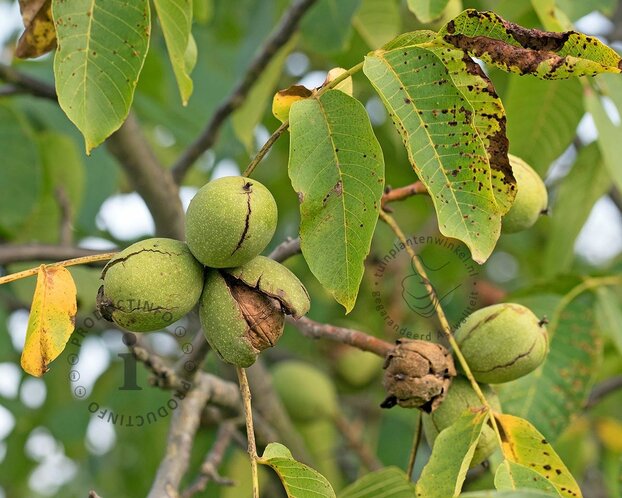 Juglans regia 'Coenen' - hoogstam