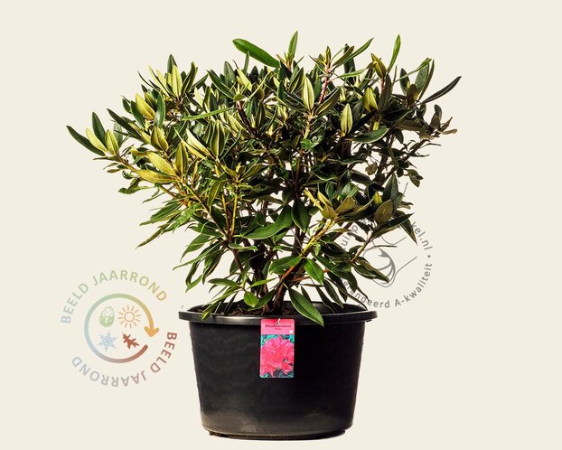 Rhododendron 'Vulcan'