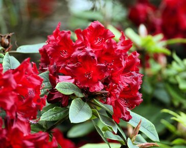 Rhododendron 'Vulcan'