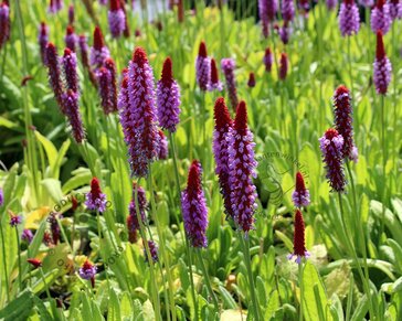 Primula vialii