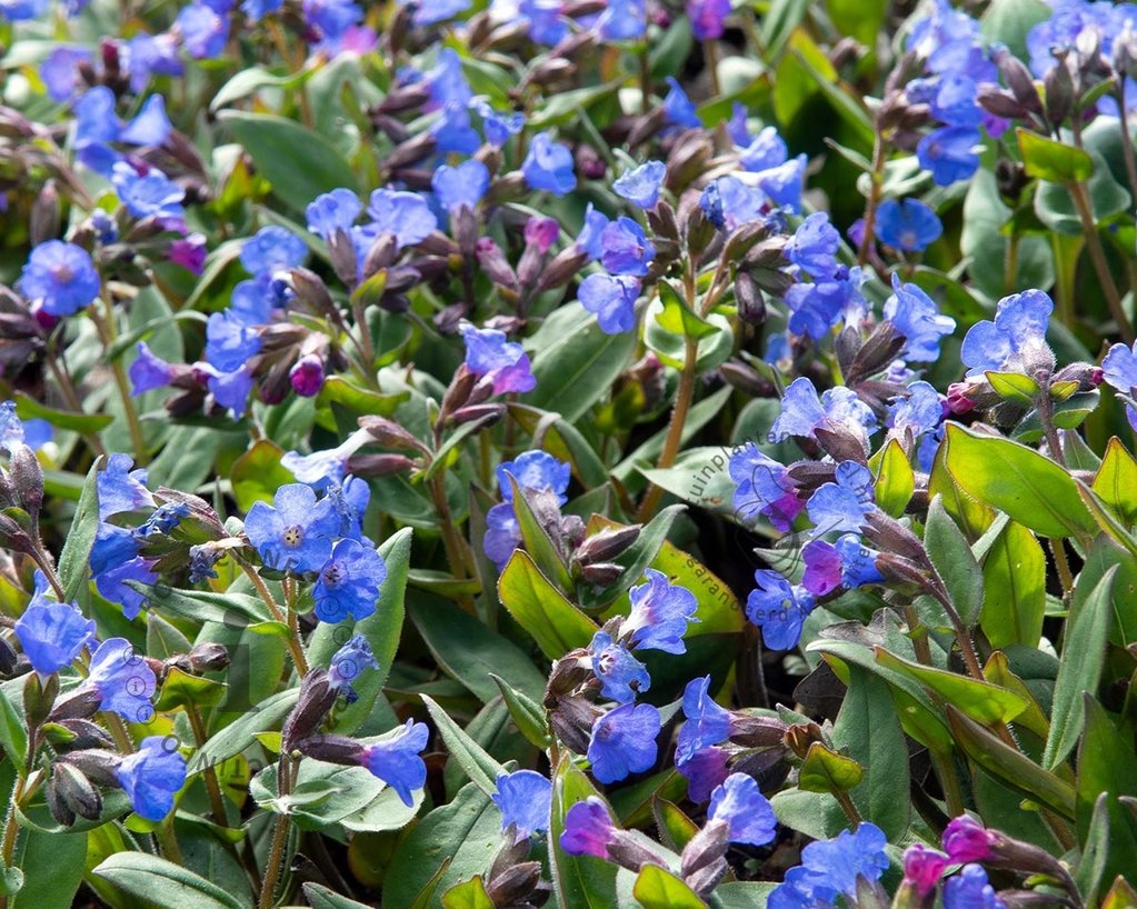 Pulmonaria 'Blue Ensign'