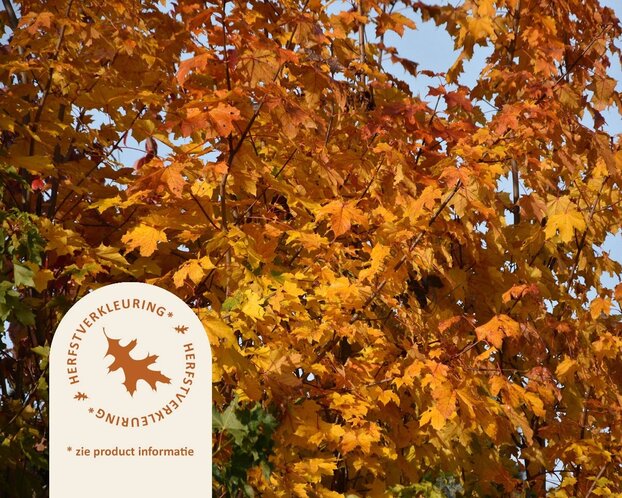 Acer platanoides 'Princeton Gold'