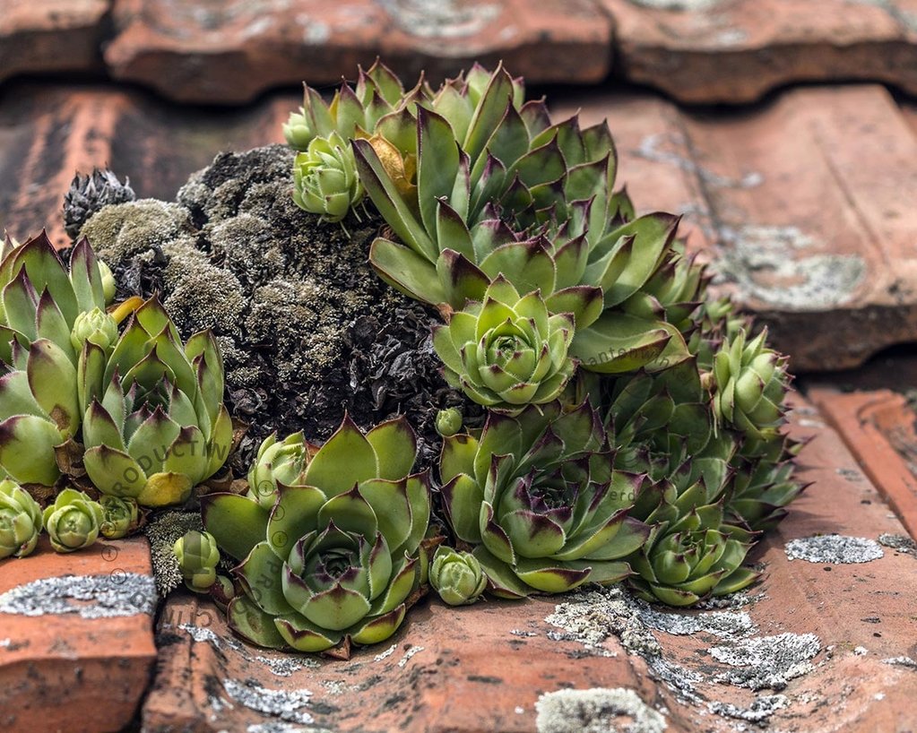 Sempervivum tectorum 'Pyrenaicum'