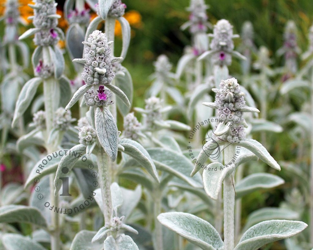 Stachys byzantina