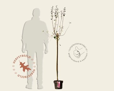 Syringa microphylla 'Superba' - op stam