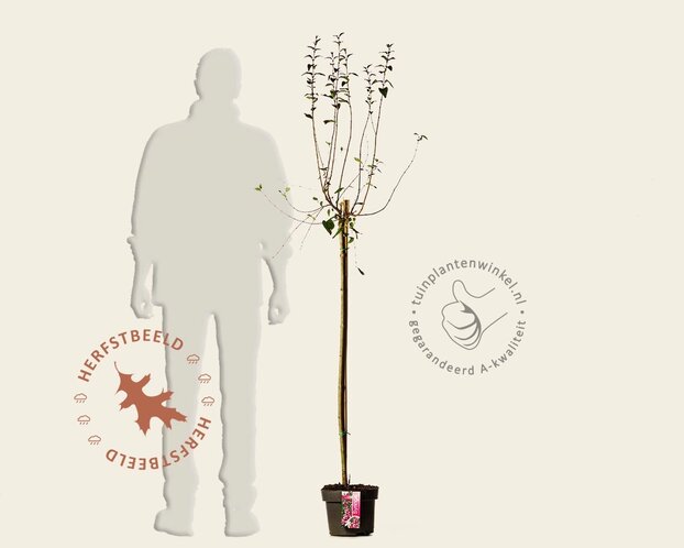 Syringa microphylla 'Superba' - op stam