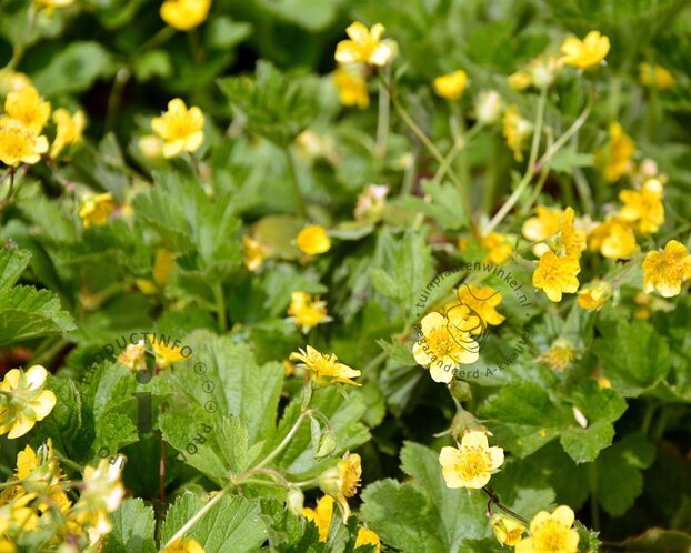 Waldsteinia geoides
