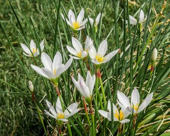 Zephyranthes candida