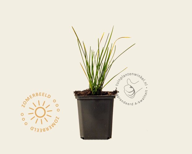 Zephyranthes candida