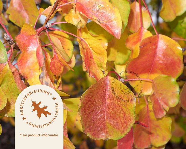 Pyrus calleryana 'Chanticleer'