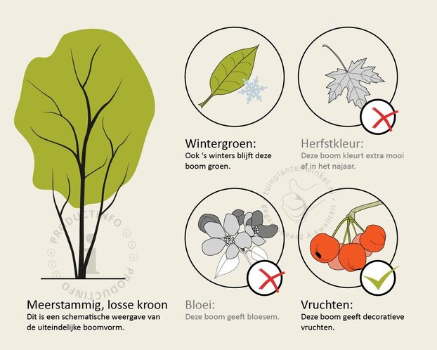 Quercus ilex - meerstammig