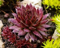 Sempervivum 'Dark Beauty'