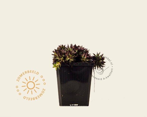 Sempervivum 'Dark Beauty'