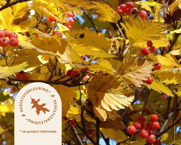 Sorbus aria 'Magnifica'