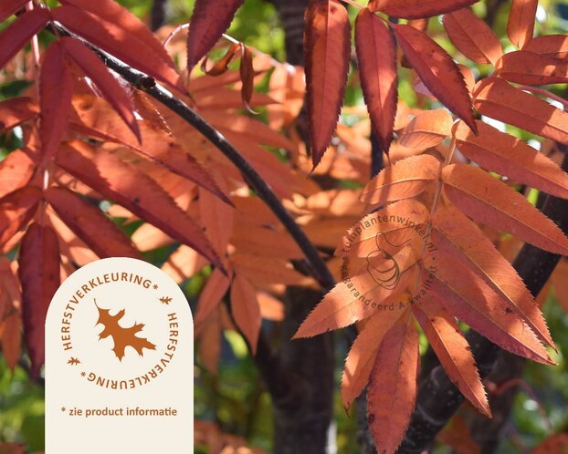 Sorbus 'Dodong'