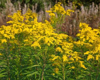 Solidago 'Goldkind'