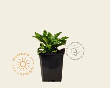 Solidago 'Goldkind'