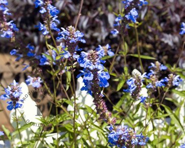 Salvia uliginosa