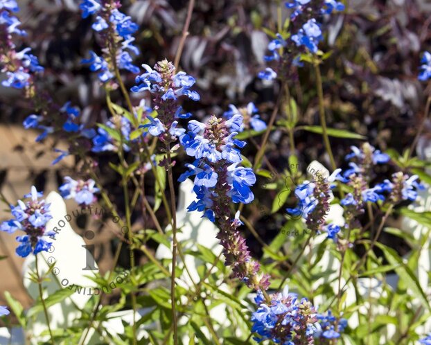 Salvia uliginosa