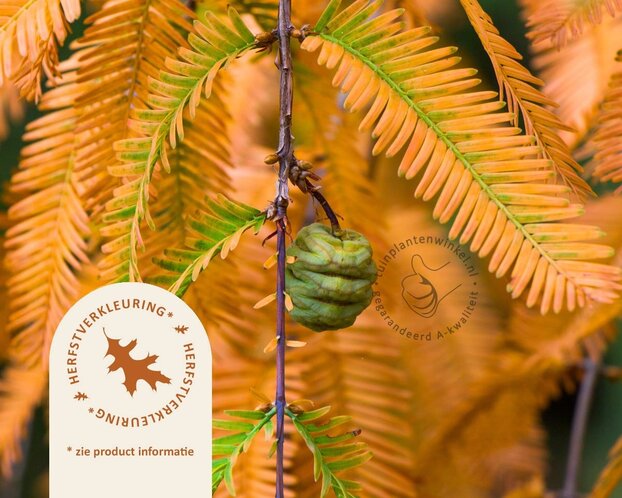 Metasequoia glyptostroboides - beveerd