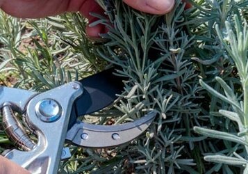 Lavendel snoeien en onderhouden