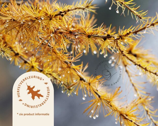 Larix decidua 'Little Bogle' - 40 cm stam