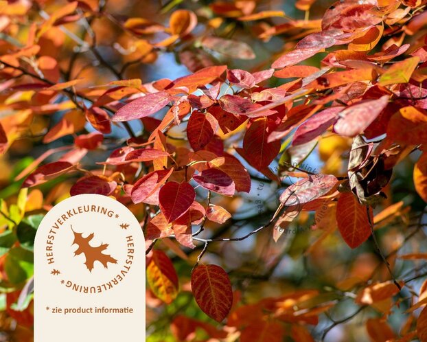 Amelanchier lamarckii - beveerd