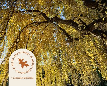 Cercidiphyllum japonicum 'Pendulum' - op stam
