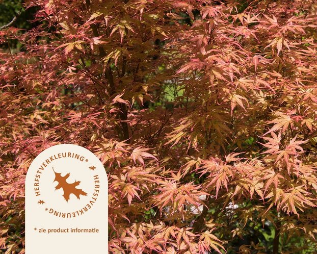 Acer palmatum 'Wilson's Pink Dwarf'