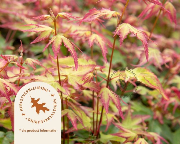 Acer palmatum 'Little Princess'