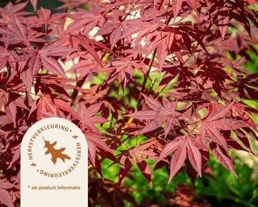 Acer palmatum - boomvorm