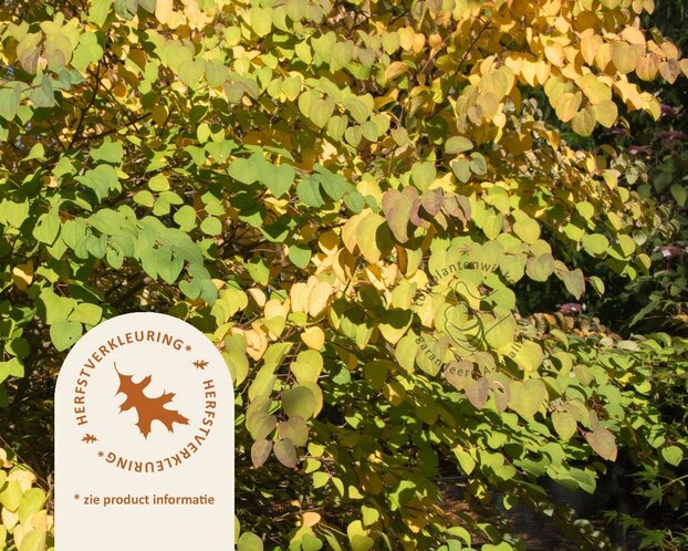 Cercidiphyllum japonicum 'Glowball' - 200 cm stam