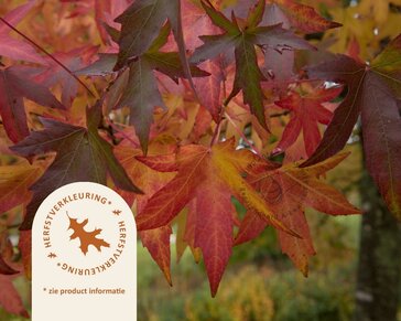 Liquidambar styraciflua 'Gum Ball' - 180 cm stam