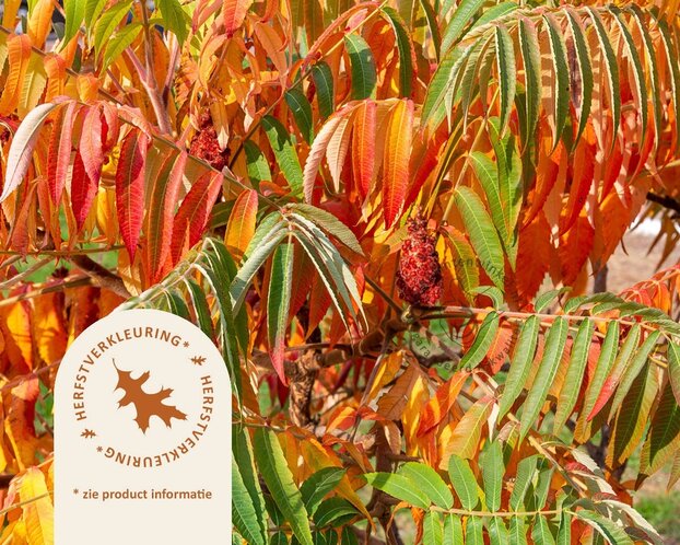 Rhus typhina - hoogstam