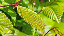 Haagbeuk bomen image