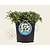 Potentilla tridentata 'Nuuk'