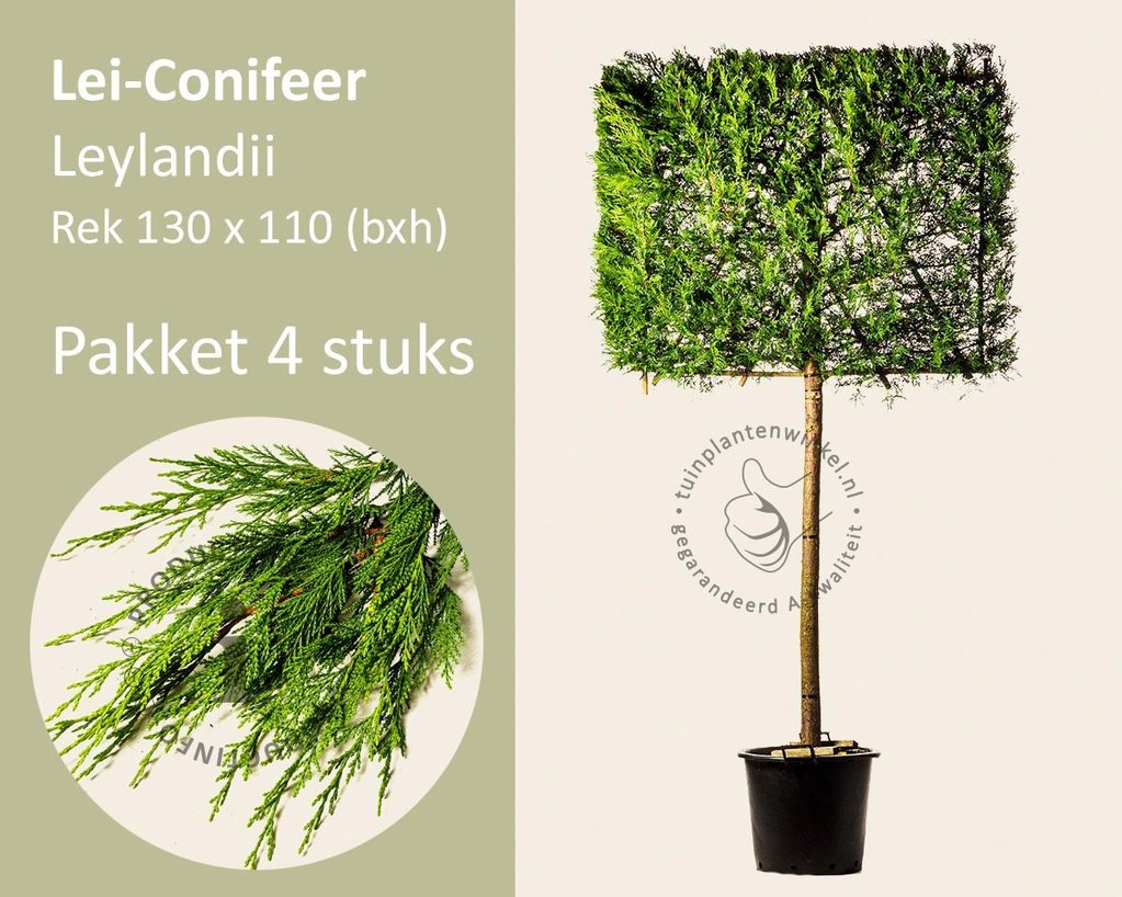 Lei-conifeer 'Leylandii' - pakket 4 stuks + EXTRAS!