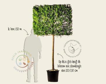 Lei-conifeer 'Leylandii' - pakket 5 stuks + EXTRAS!