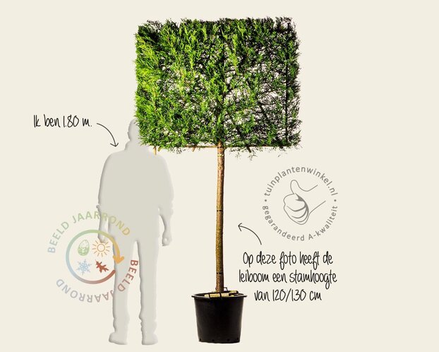Lei-conifeer 'Leylandii' - pakket 5 stuks + EXTRAS!