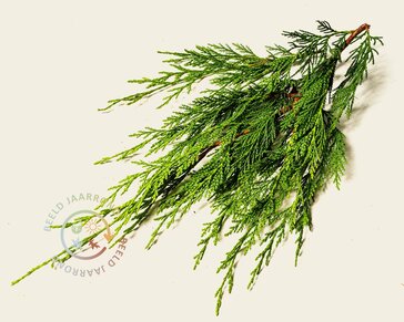Lei-conifeer 'Leylandii' - pakket 5 stuks + EXTRAS!