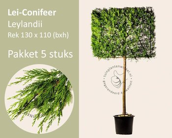 Lei-conifeer 'Leylandii' - pakket 5 stuks + EXTRAS!