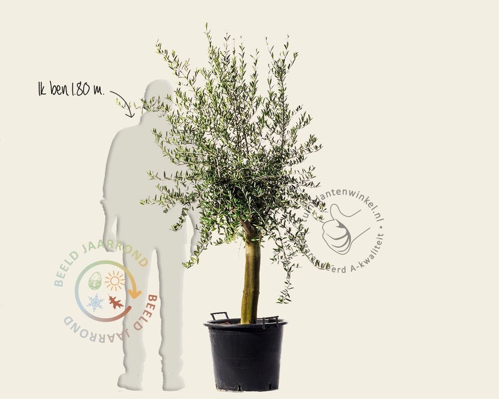 Olea europaea - gladde stam oud