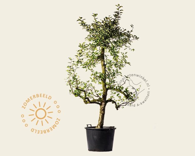 Alleen in winkel Malus domestica 'Delcorf' - oude laagstam
