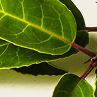 Leilaurier lusitanica Tico