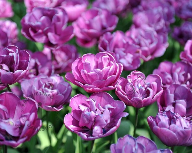 Tulipa 'Blue Diamond'