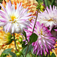 Dahlia's
