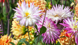 Dahlia's image